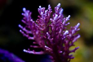 Red Dragon Acropora Thumbnail