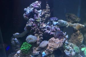 2X2 Reef Cube Thumbnail