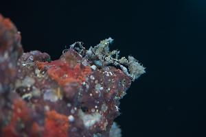 Decorator Crab