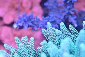 Tort Coral Thumbnail