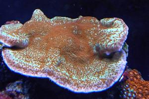 Jedi Mind Trick Montipora Thumbnail