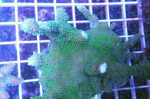 ORA Jeremy's Montipora Coral Thumbnail