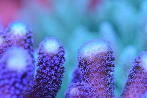 Stylophora Coral Thumbnail