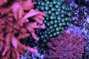 Montipora Setosa Thumbnail