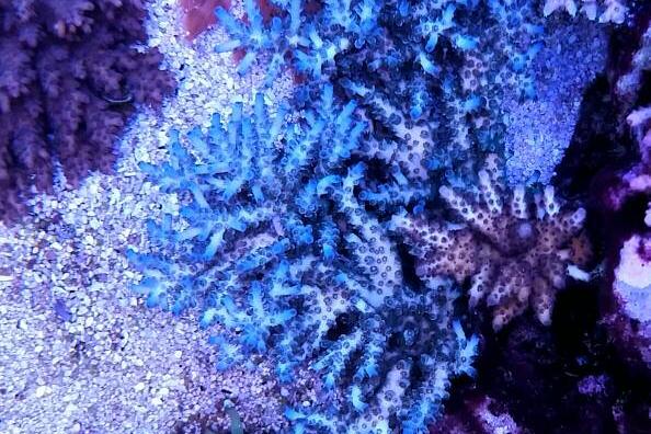 Acropora Speciosa / Acropora speciosa 7