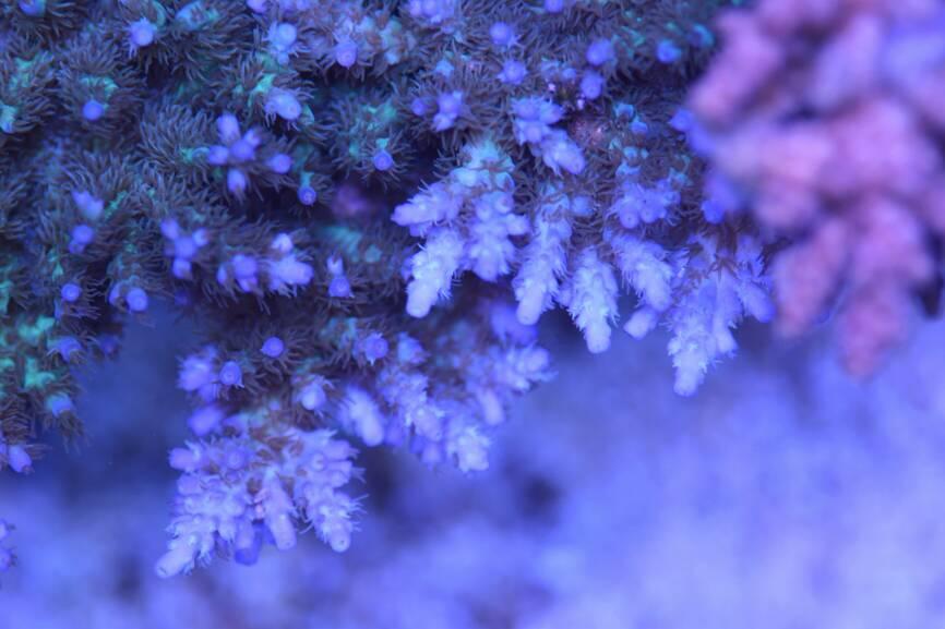 Chips Acro / Acropora sp var Chips 4