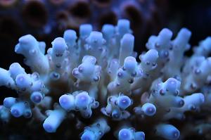 Acropora Loripes Thumbnail