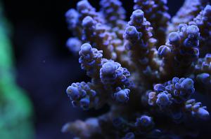 Royal Blue Acropora Tenuis Thumbnail