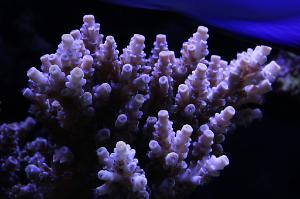 Grape Acropora Tenuis Thumbnail