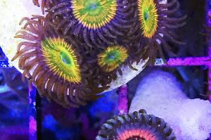 Armor of God Zoanthid Thumbnail