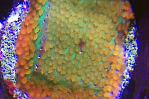 Rainbow Montipora Thumbnail