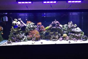 Derek's 180 Gallon Thumbnail