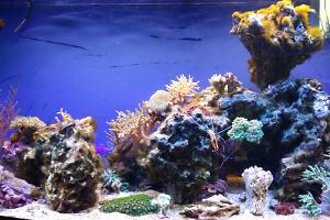 180 L Reef Thumbnail