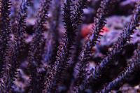 Gorgonian