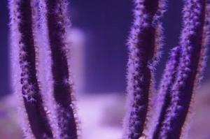 Purple Ribbon Gorgonian Thumbnail