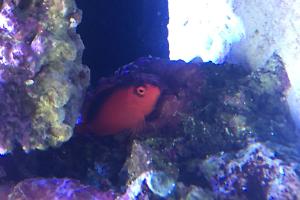 Flame Hawkfish Thumbnail