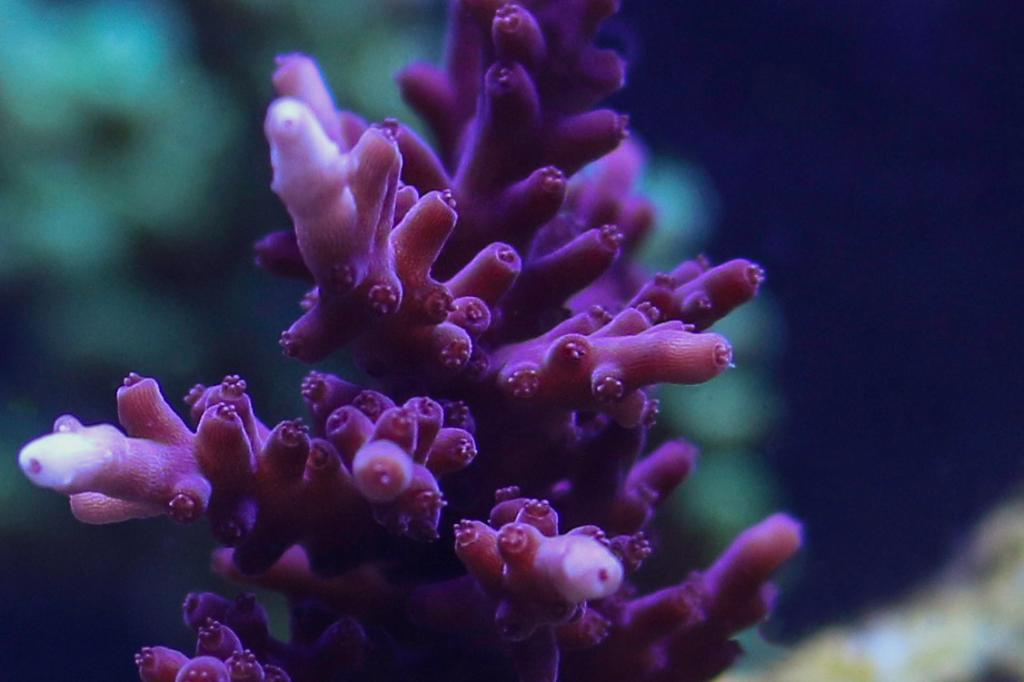 Red Dragon / Acropora carduus var Red Dragon 84