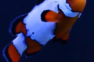 Snowflake Clown Fish Thumbnail