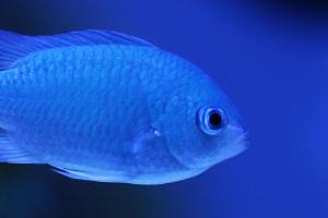 Blue/Green Reef Chromis Thumbnail