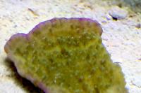 Green Leaf Plate Montipora Thumbnail