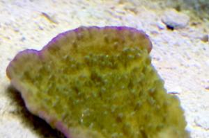 Green Leaf Plate Montipora