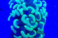 Hammer Anchor Coral Branching Thumbnail