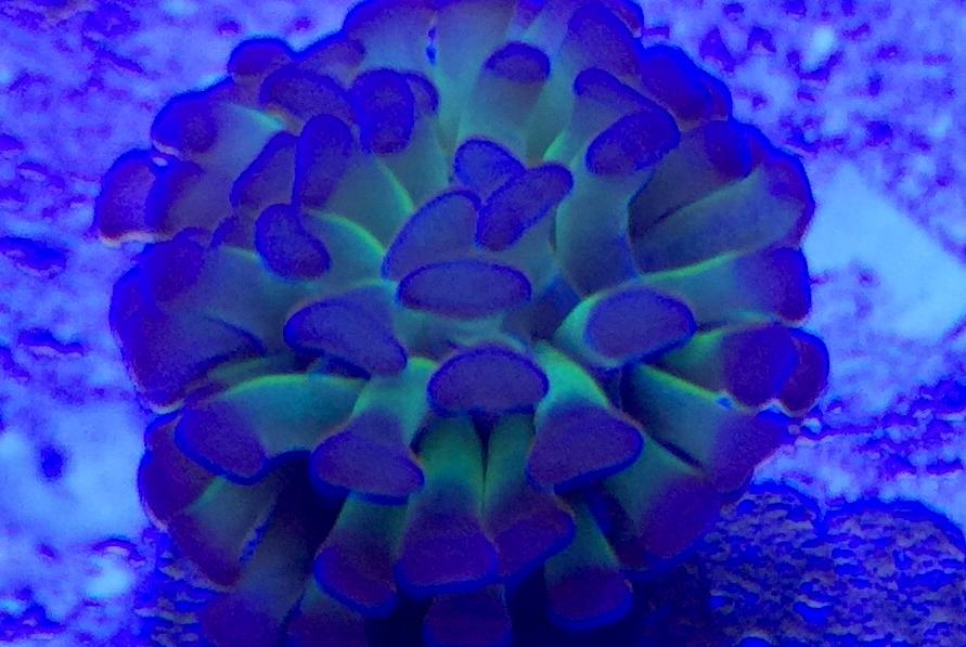 Torch Coral