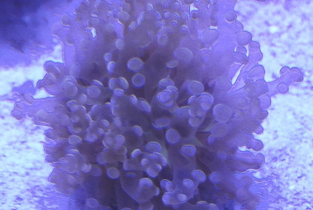 Frogspawn Coral - Branched