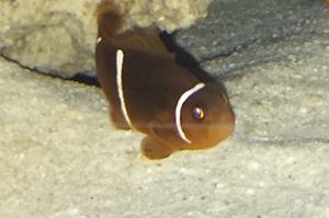 Maroon Clownfish