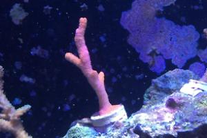 Orange Montipora Digitata