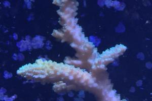 Green Staghorn Acropora Thumbnail