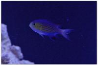 Vanderbuilt Chromis Thumbnail