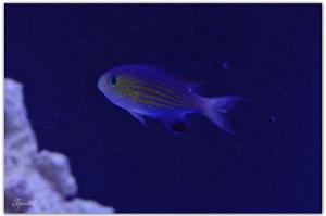 Vanderbuilt Chromis Thumbnail