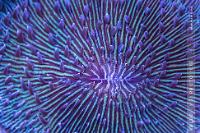 Plate Coral Blue - Short Tentacle Thumbnail