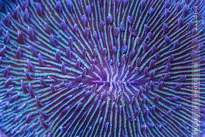 Plate Coral Blue - Short Tentacle Thumbnail