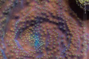 Turbinaria Cup Coral Thumbnail