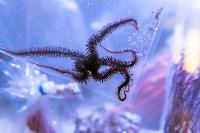 Red Brittle Sea Star Thumbnail