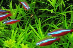 Cardinal Tetra Thumbnail