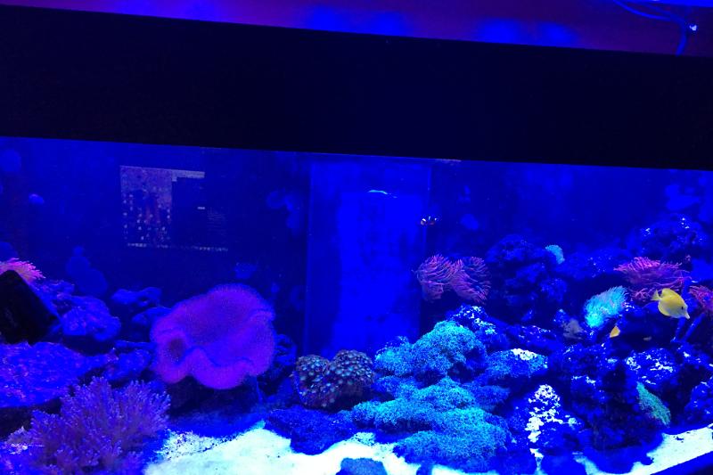 My Aquarium Thumbnail