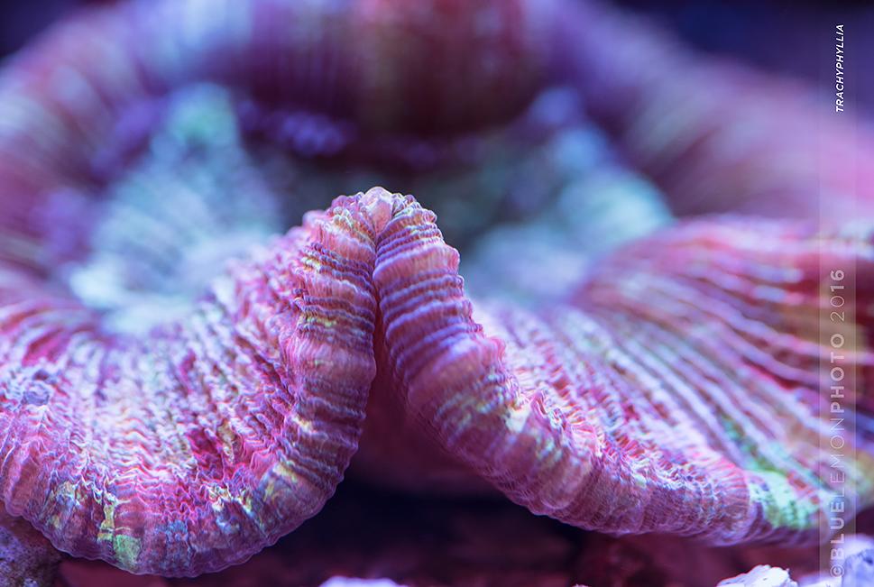 Brain Coral, Trachyphyllia