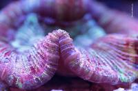 Brain Coral Trachyphyllia Thumbnail