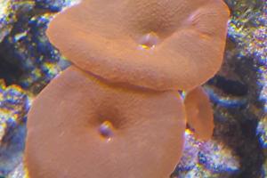 Mushroom Coral Super Red Thumbnail