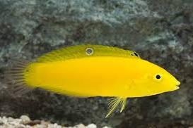 Yellow Coris Wrasse Thumbnail