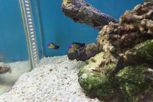 Purple Firefish Thumbnail