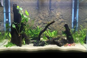 65 Gallon Thumbnail