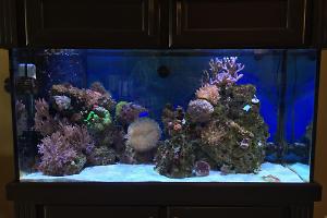 Reef 90 Thumbnail