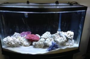 My First Saltwater Aquarium Thumbnail