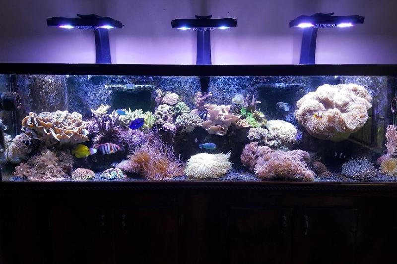 125 Mixed Reef Thumbnail