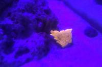 Montipora peltiformis Thumbnail