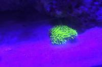 Green Star Polyps Thumbnail